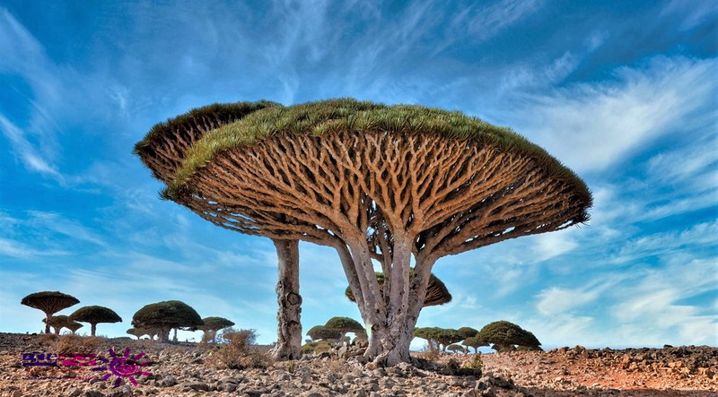 سوکوترا جزیره اسرار آمیز در یمن در مجله گردشگری چرخ فلک